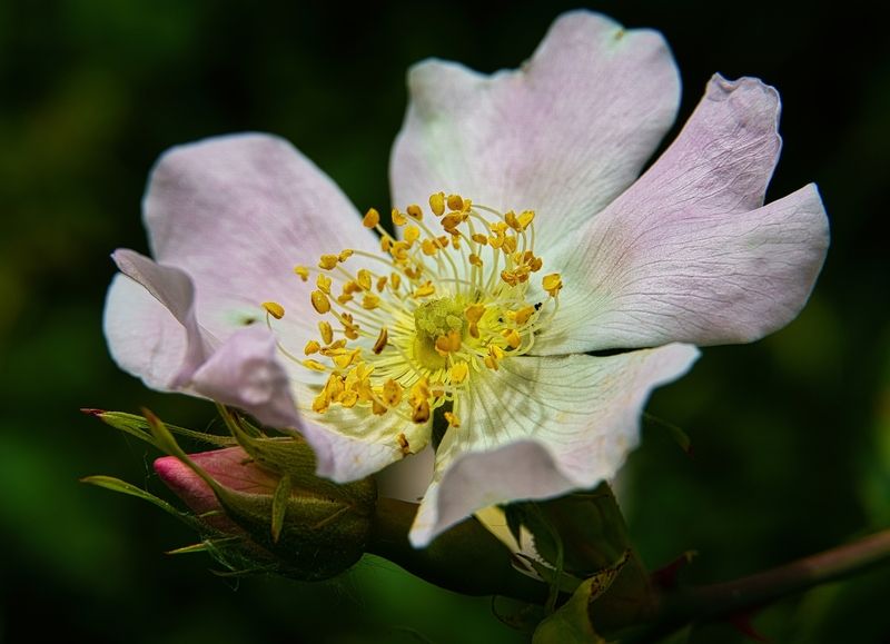 Цветок шиповника фото превью