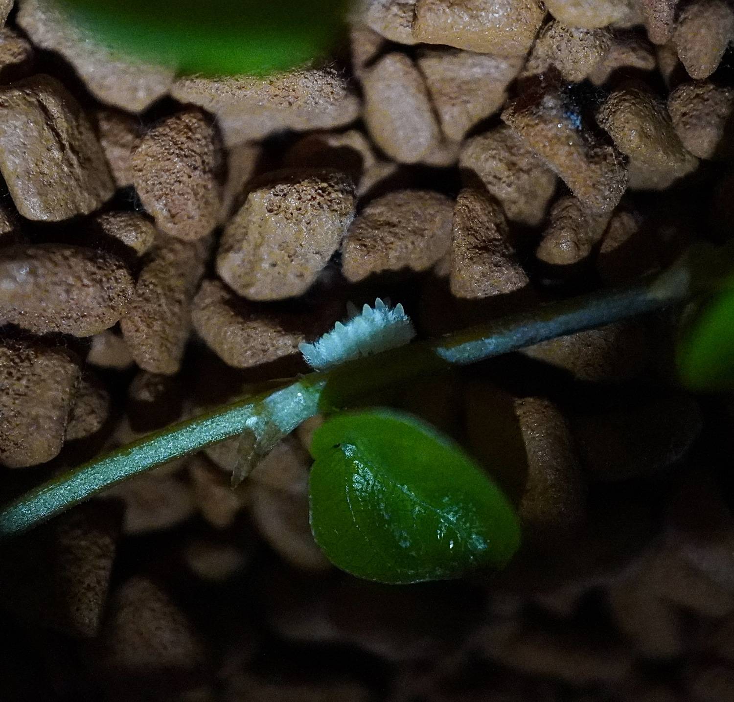 , Ксения Орлова