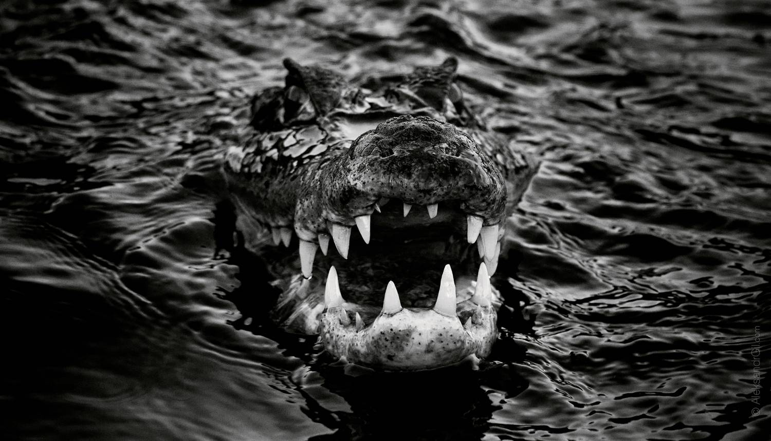 венесуэла, venezuela,, Гиль Александр