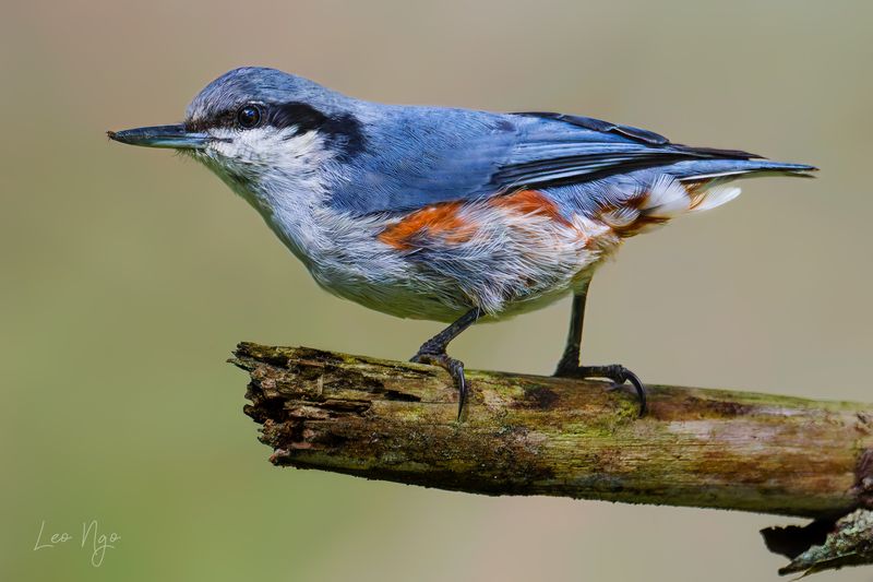 Small bird, sharp eyes. фото превью
