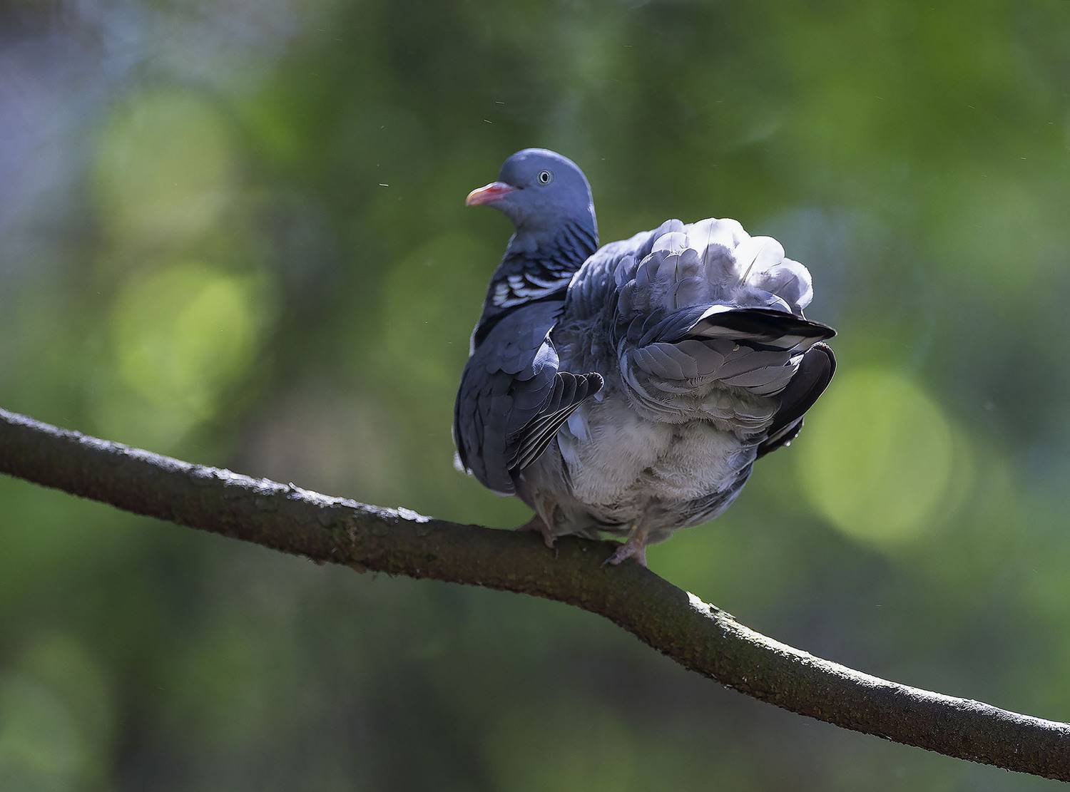 вяхирь, красавец, лес, природа, bird, beautiful, forest, nature, Стукалова Юлия