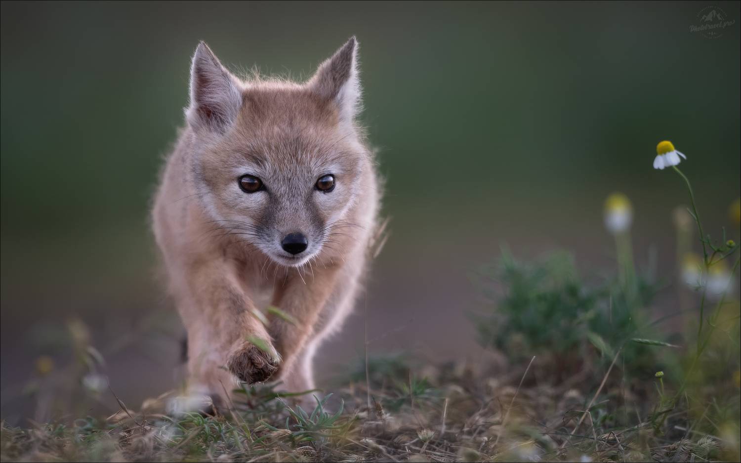 корсак, лиса, степная лиса, взрослый корсак, маныч,заповедник черные земли, корсачок, корсачата, фото корсака, молодой корсак, степная лисица, vulpes corsac, калмыкия, черные земли,  корсачонок, калмыцкий корсак, корсаки, vulpes corsac kalmykorum, фотогра, Влад Соколовский