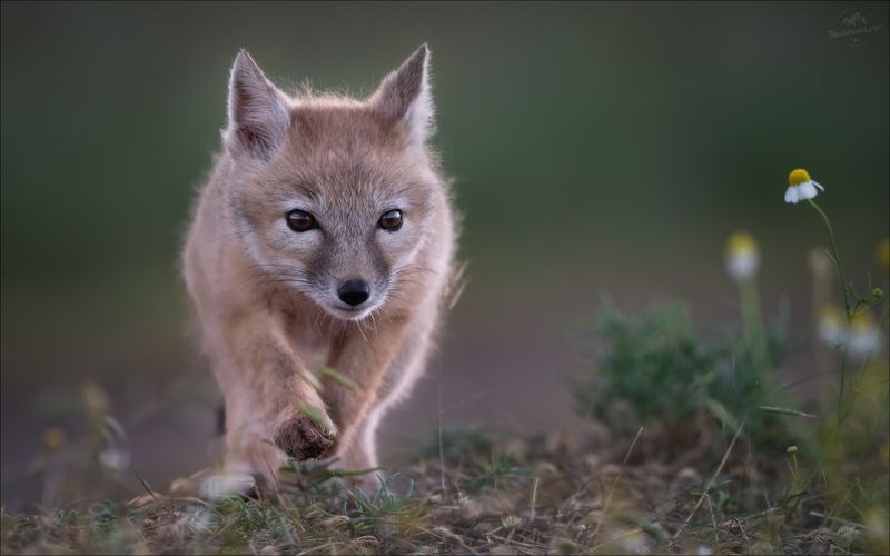 корсак, лиса, степная лиса, взрослый корсак, маныч,заповедник черные земли, корсачок, корсачата, фото корсака, молодой корсак, степная лисица, vulpes corsac, калмыкия, черные земли,  корсачонок, калмыцкий корсак, корсаки, vulpes corsac kalmykorum, фотогра Шаг в неизведанное фото превью