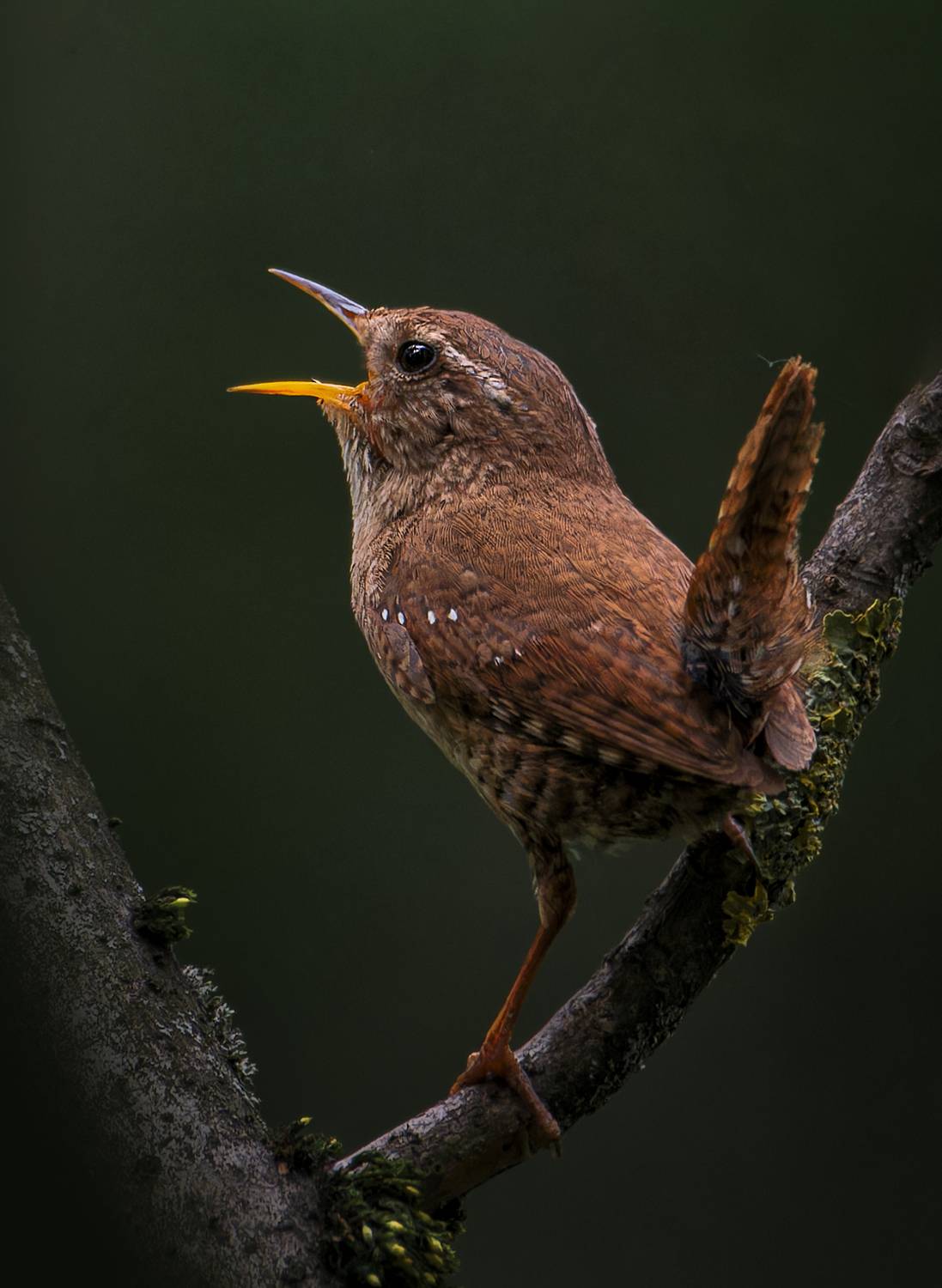 , Фото Александр
