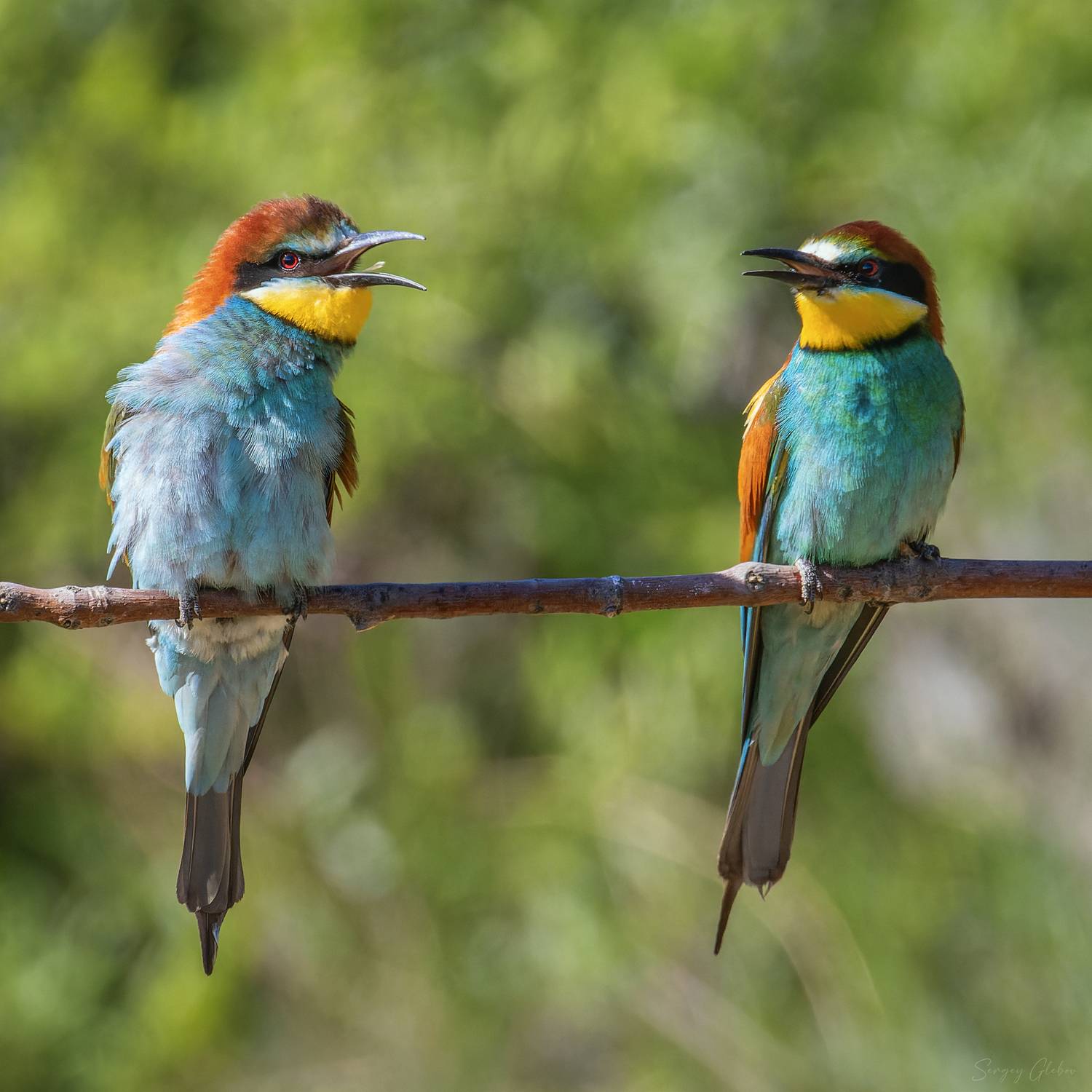 щурка, птицы, пернатые, Глебов Сергей