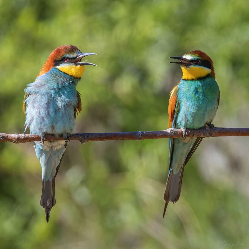 щурка, птицы, пернатые Диалоги о пчёлах фото превью