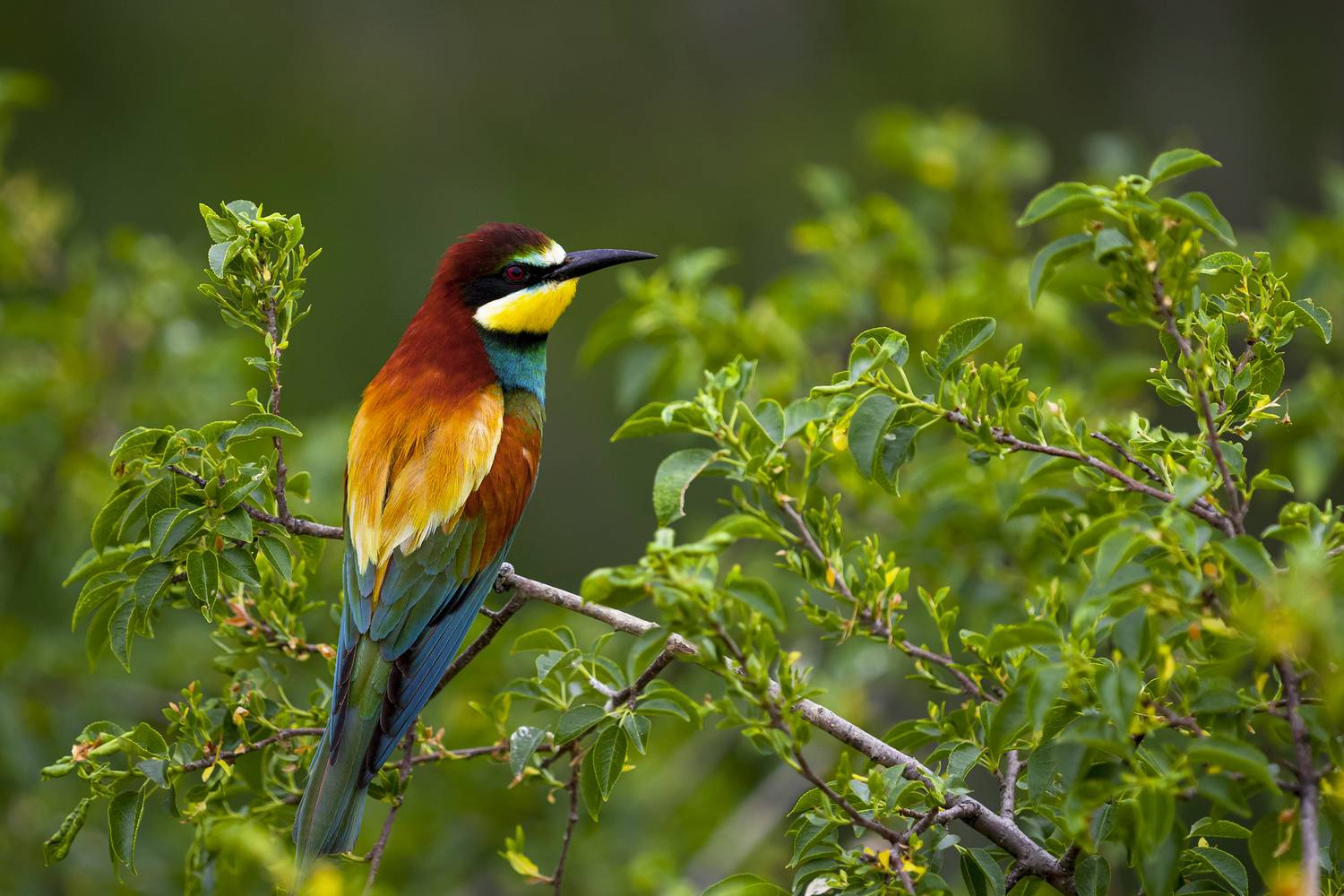 природа, Валерий Черняк