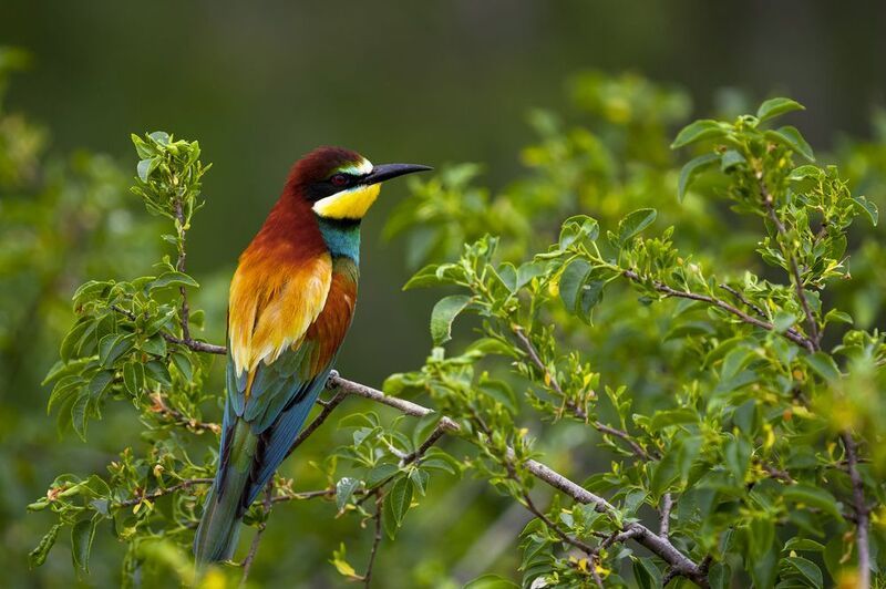 природа Щурка золотистая фото превью