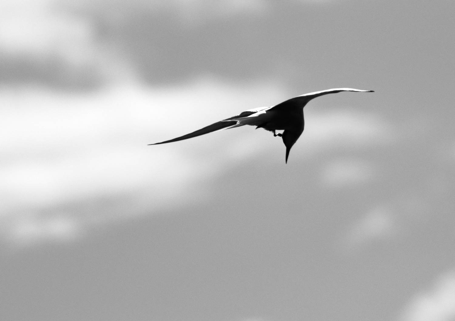 , Светлана Холодняк