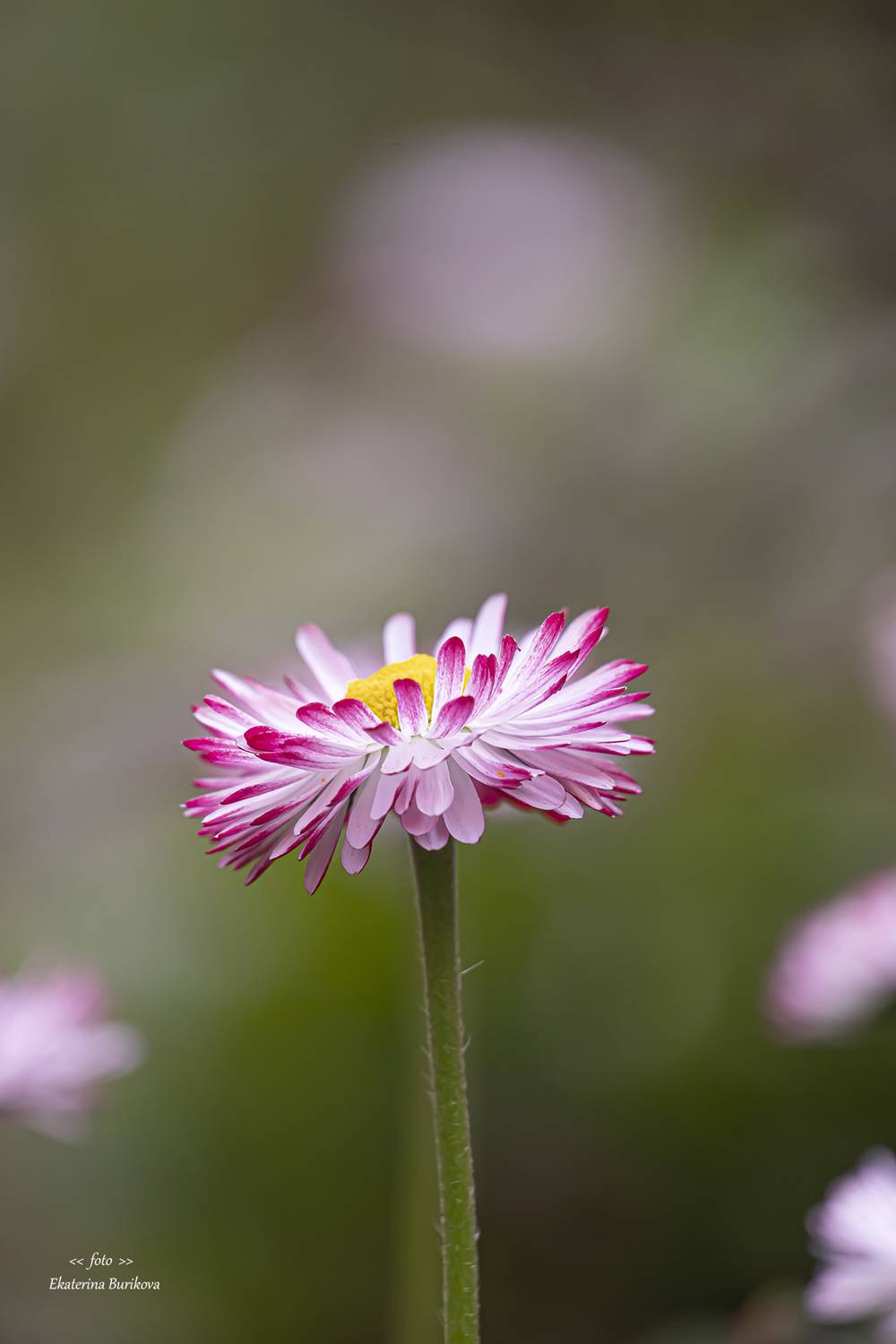 , Бурикова Екатерина