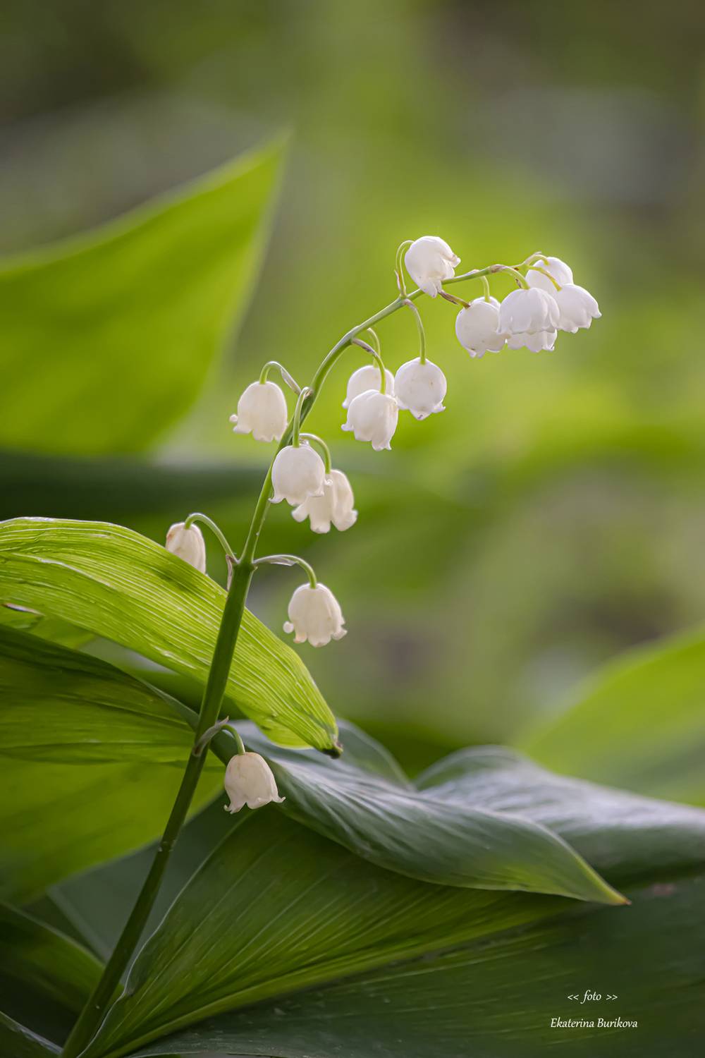 , Бурикова Екатерина