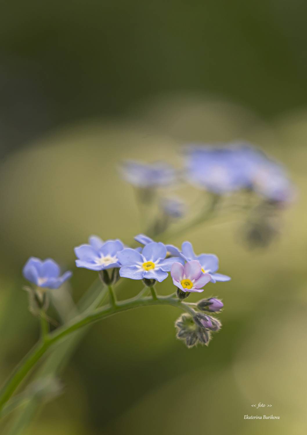 , Бурикова Екатерина