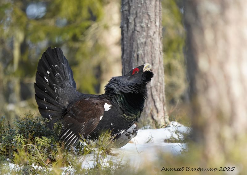 К барьеру! фото превью