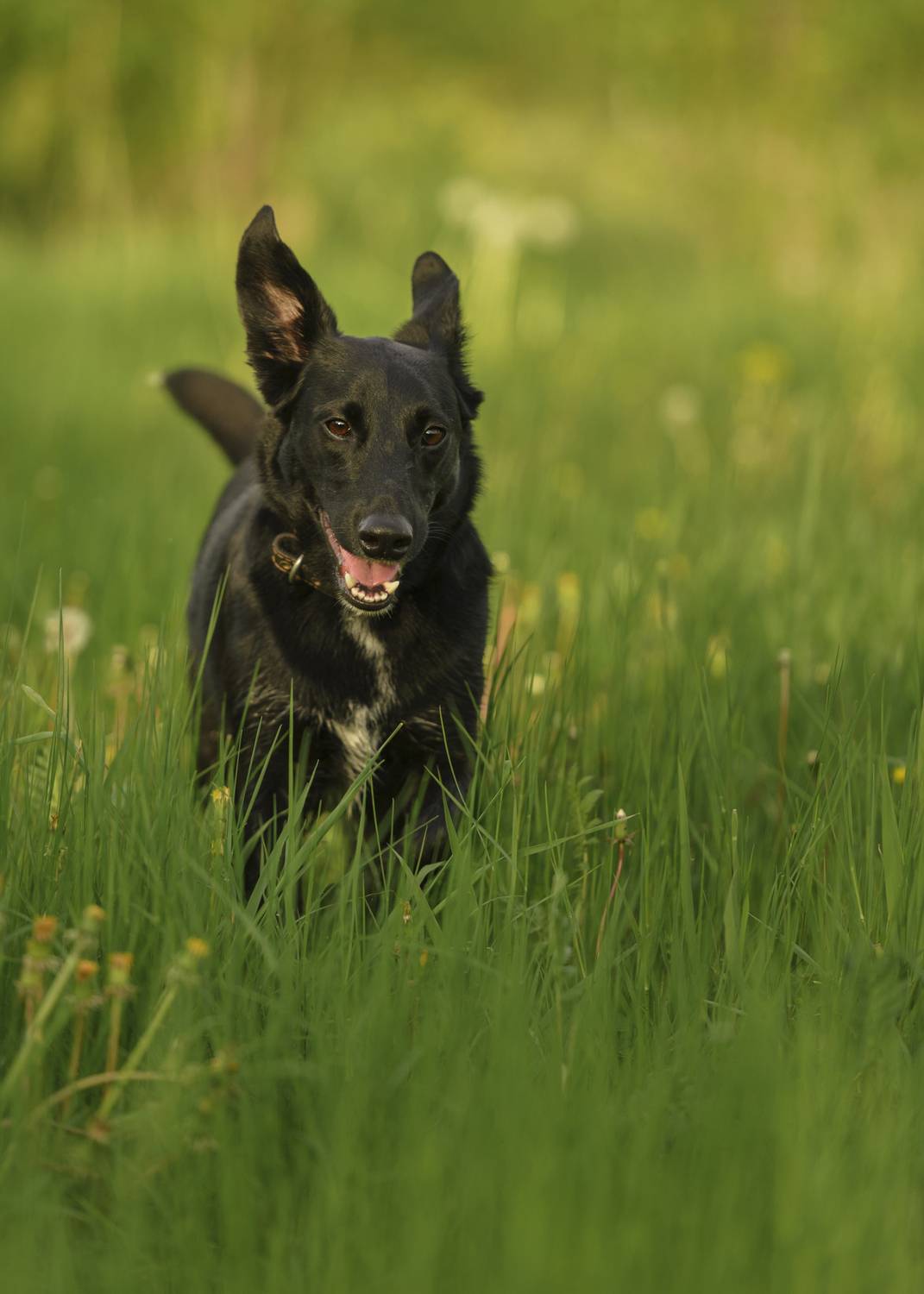 , Максим Вышарь