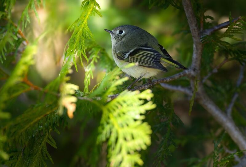Ruby-crowned kinglet фото превью
