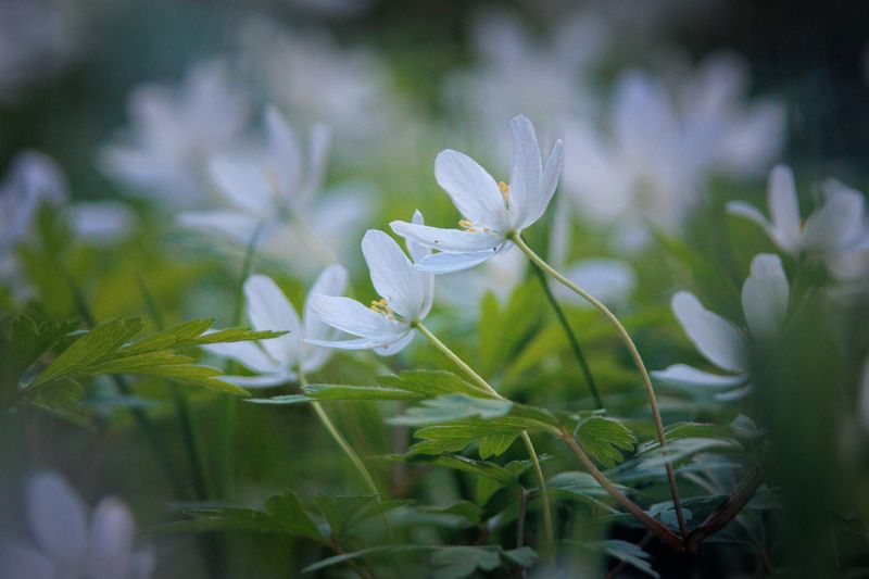 Весна цветет! фото превью