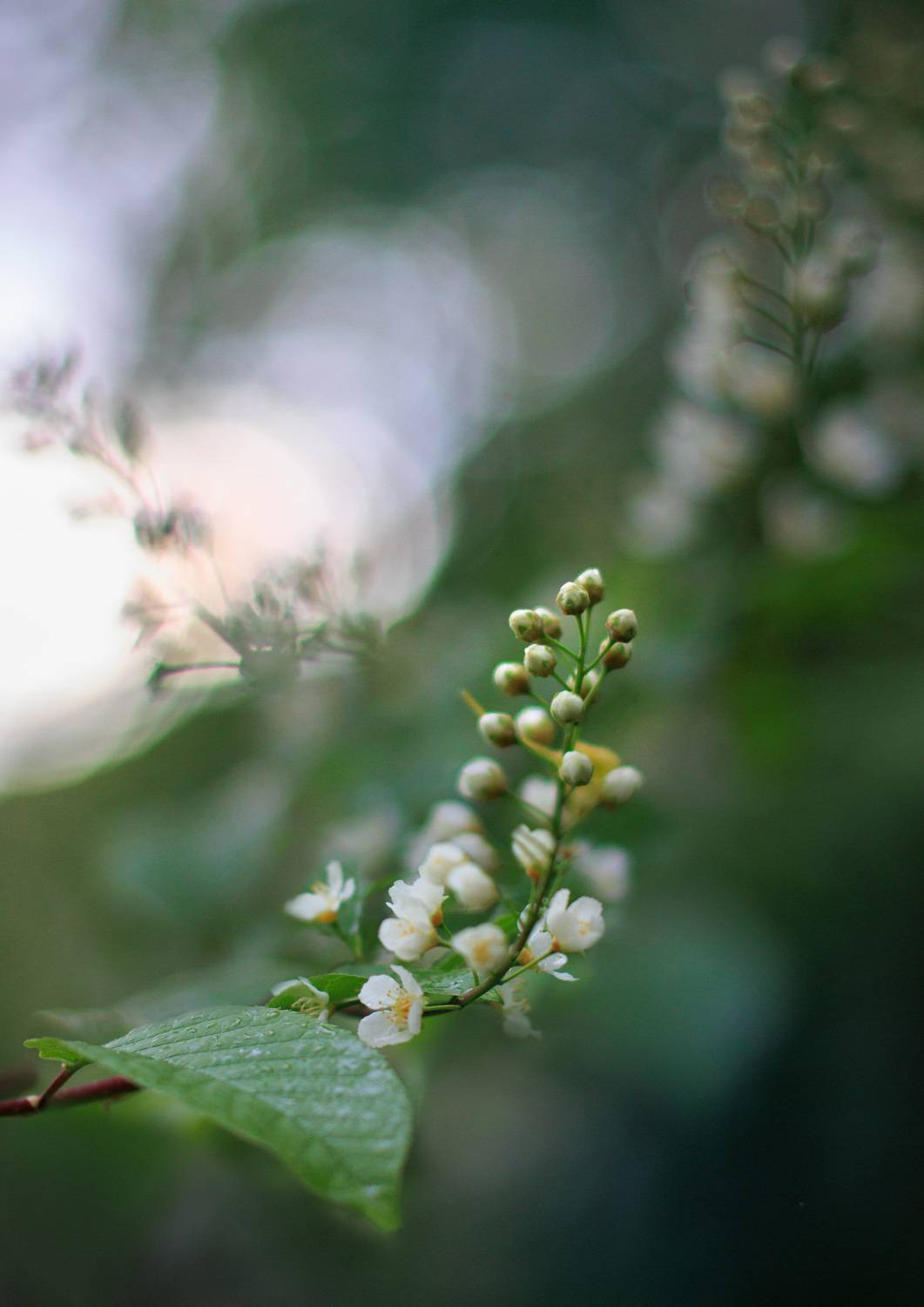 черемуха весна цветение соцветие, Светлана Холодняк