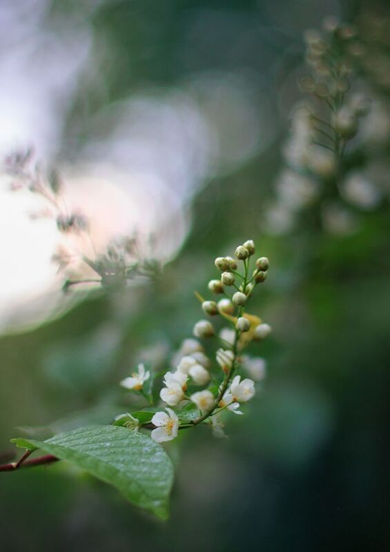 черемуха весна цветение соцветие В черемуховых дебрях фото превью