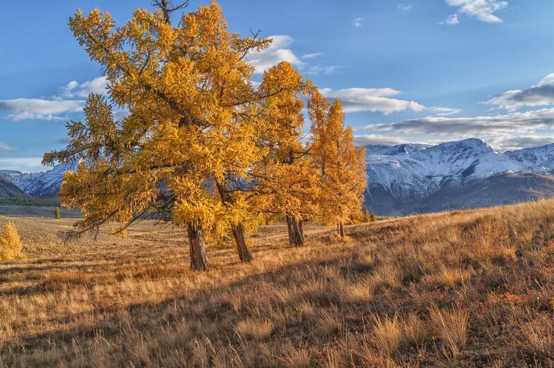 Россия, Алтай, пейзаж, природа, осень,горы Алтай фото превью