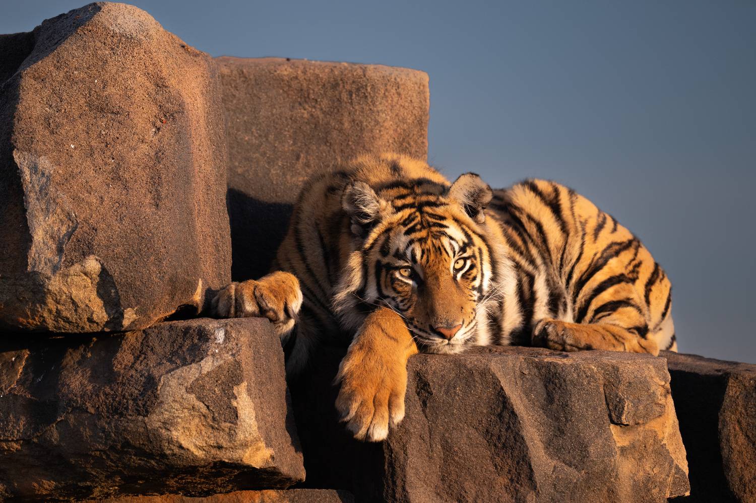 бенгальский тигр, Африка, ЮАР, Сулоев Алексей