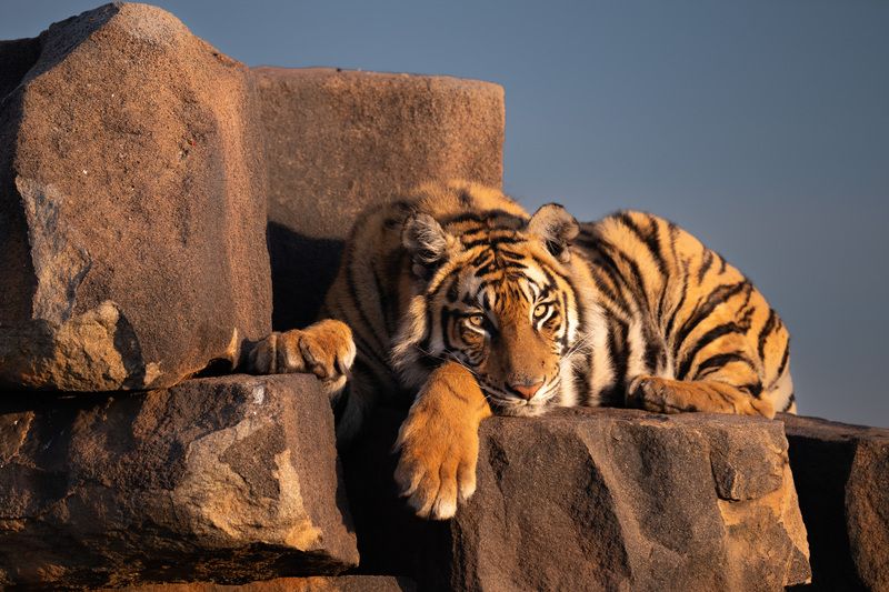 бенгальский тигр, Африка, ЮАР  фото превью