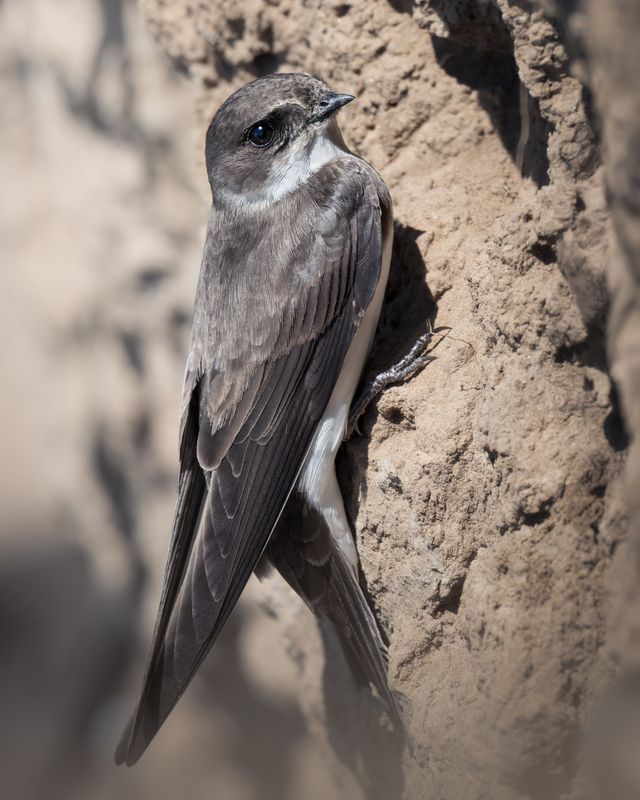Береговая ласточка (Riparia riparia)  фото превью