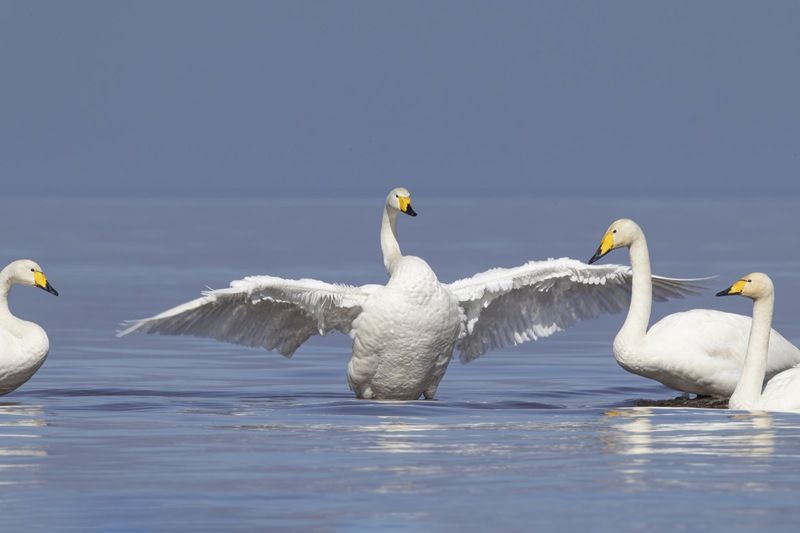 лебедь, кликун, лебедь кликун, птицы, лебедь-кликун Собрание у кликунов фото превью