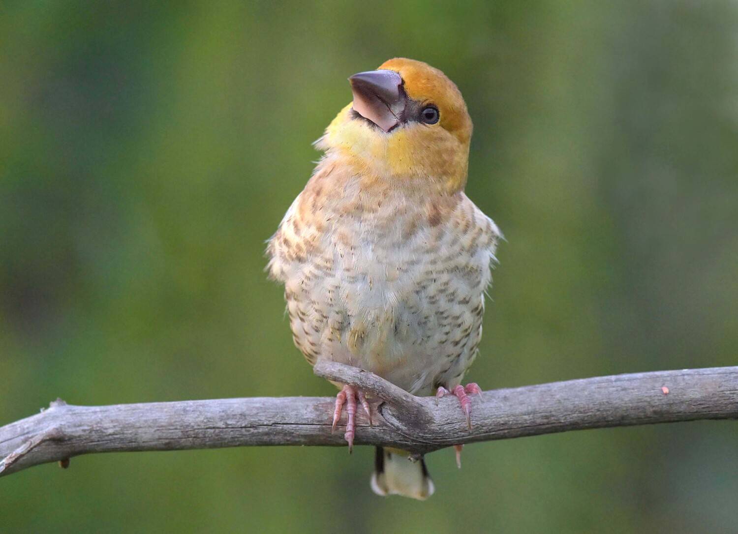 , Белоусов Михаил