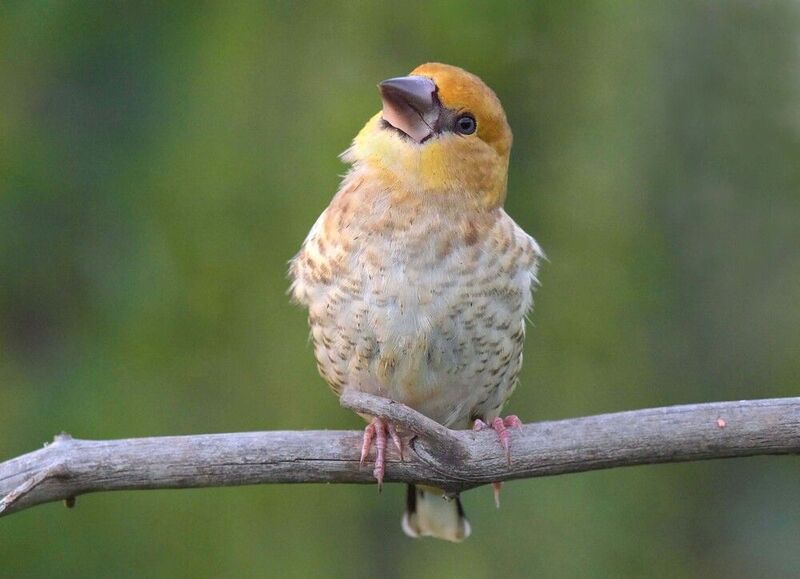 Задавака. фото превью