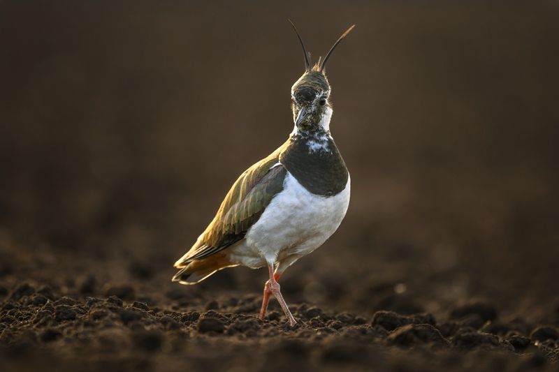 Франт фото превью