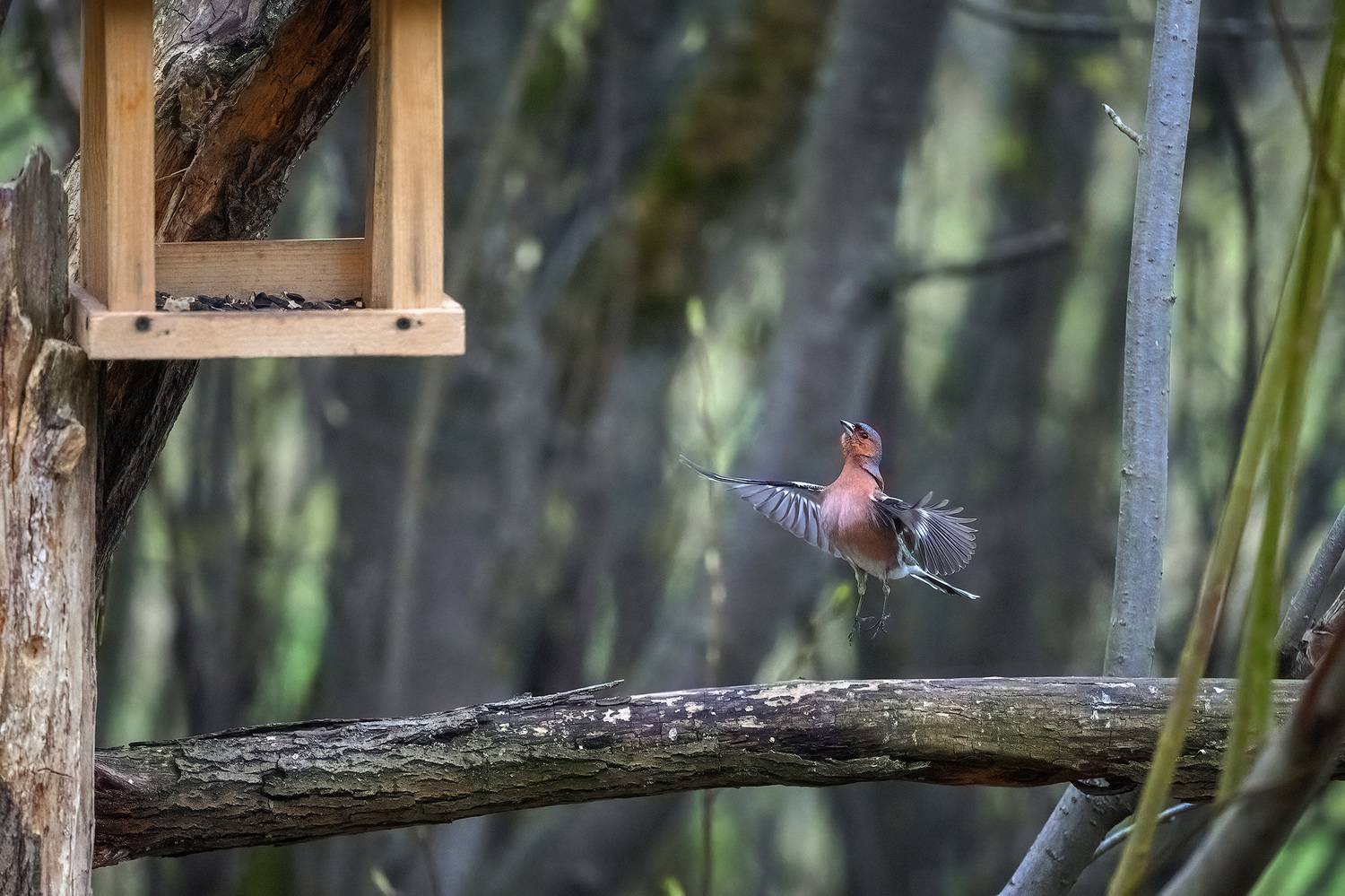 пермский край, птицы, фотоохота, природа, зяблик, Кузнецов Кирилл
