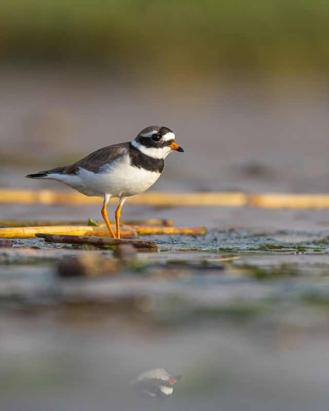 галстучник, кулик, птицы  фото превью