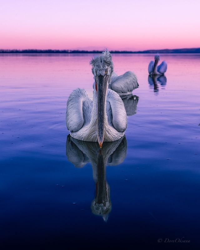 Dalmatian Pelican Кудрявый пеликан Birds Птицы Рассвет Озеро Природа Dawn Lake Nature Утренний наблюдатель фото превью
