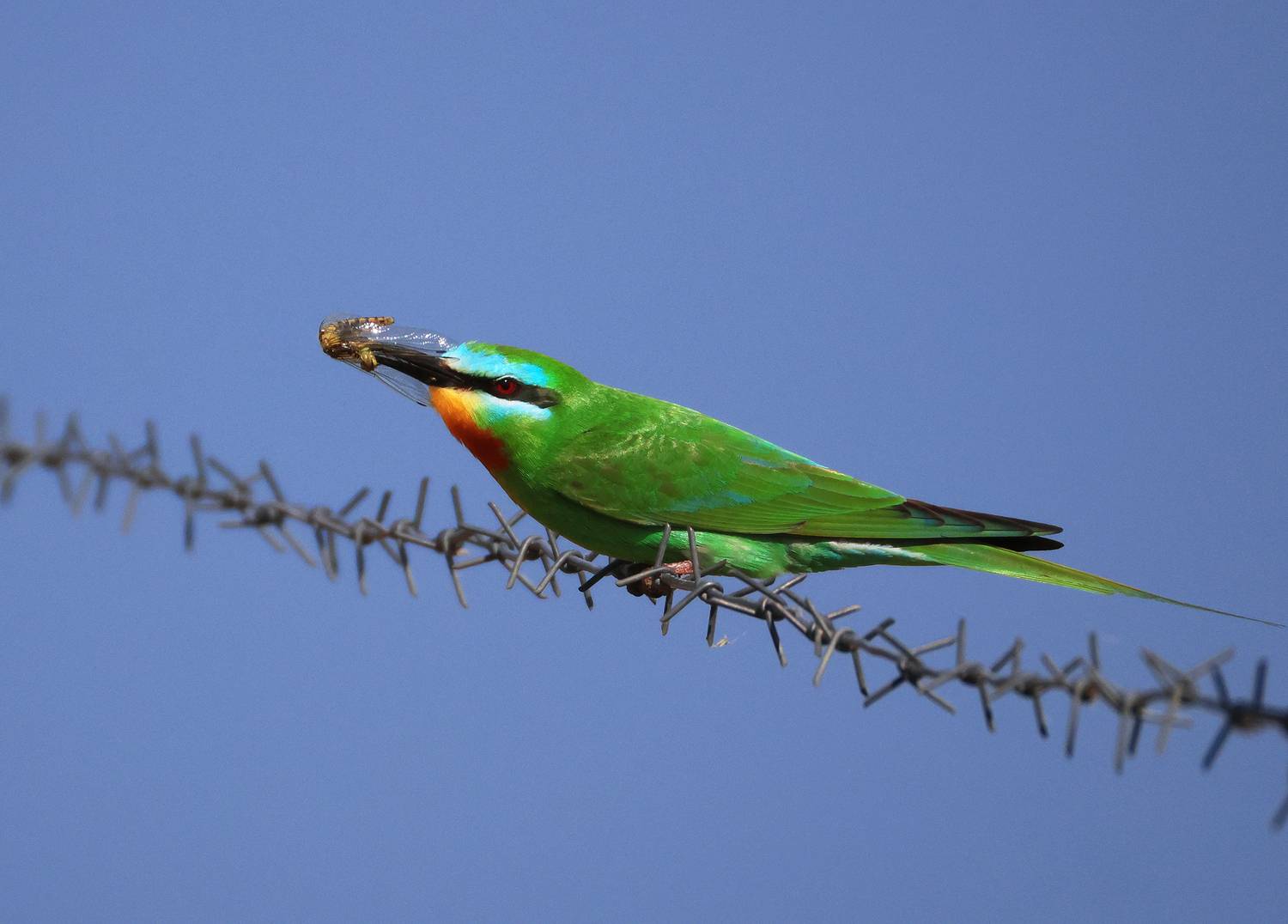 зелёная шурка,птица,, Magov Marat
