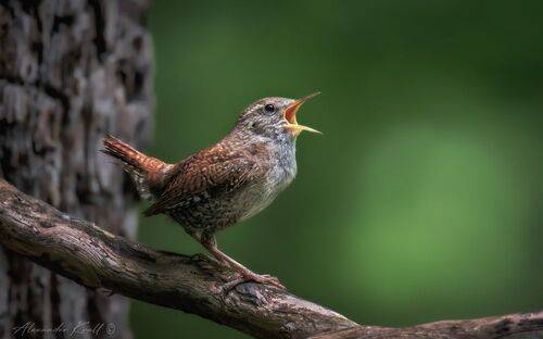 На весь лес!