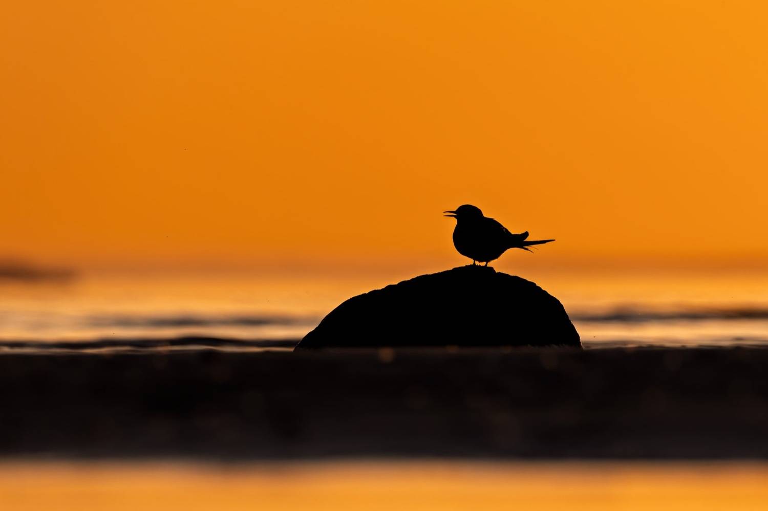 закат, крачка, финский залив, Руслан Pl