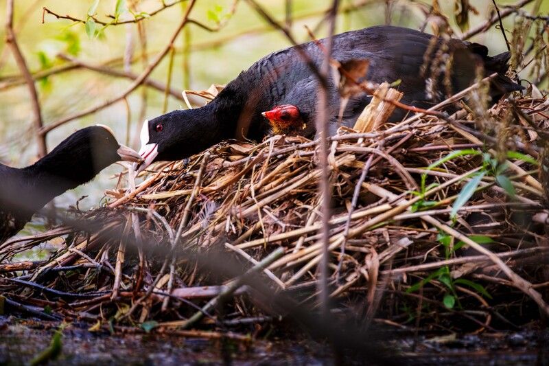 *** фото превью