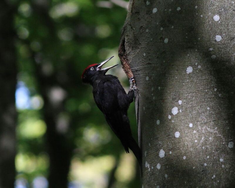 желна, чёрный дятел, дятел, dryocopus martius, black woodpecker, woodpecker Желна у дупла фото превью