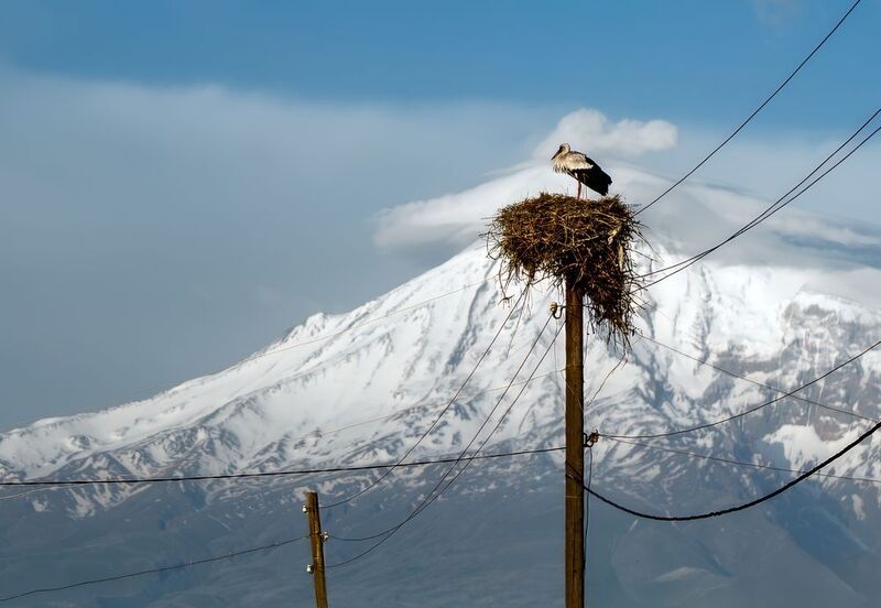 Аист на вершине Арарата фото превью