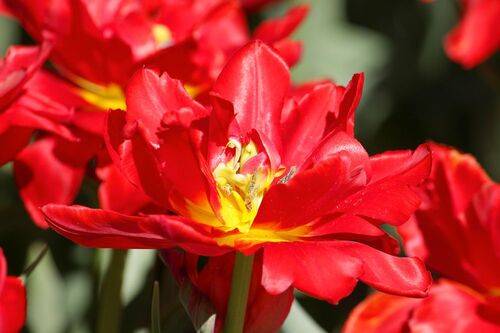 Алое с желтым