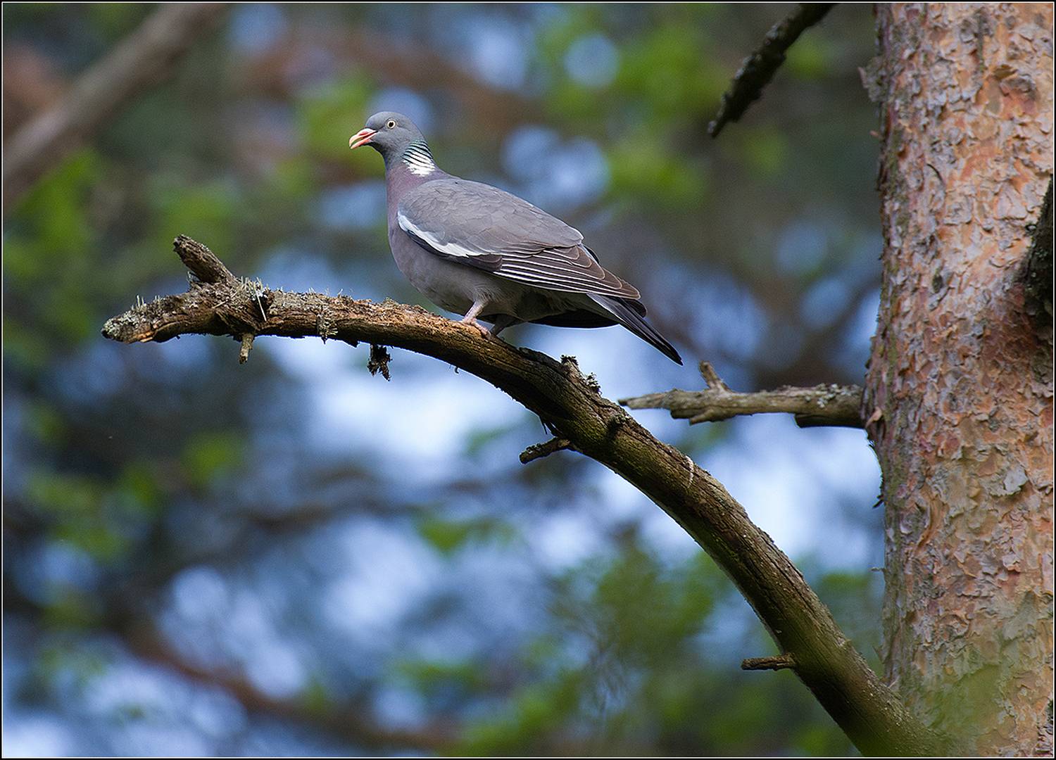 москва,  май, парк, птица, АНАТОЛИЙ ДОВЫДЕНКО