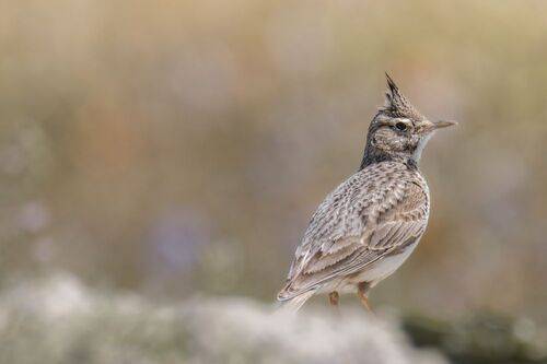 Crested Lark 