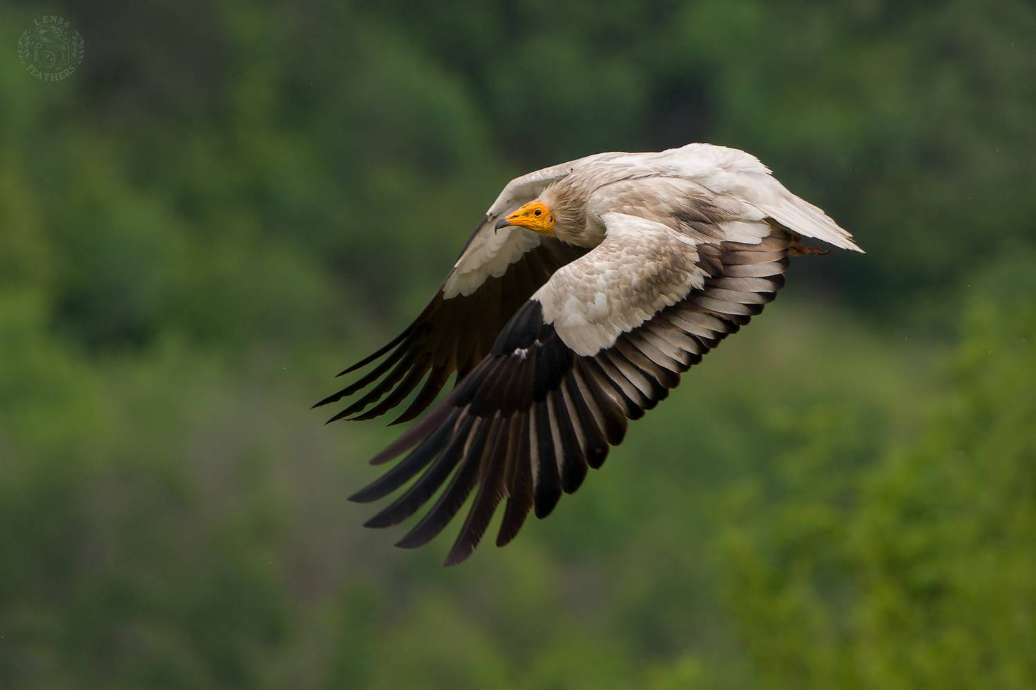 , Евгени Стефанов