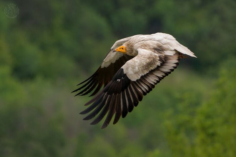 Стервятник - Lens and Feathers фото превью