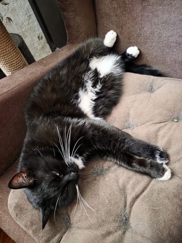 чёрная кошка День рождения фото превью