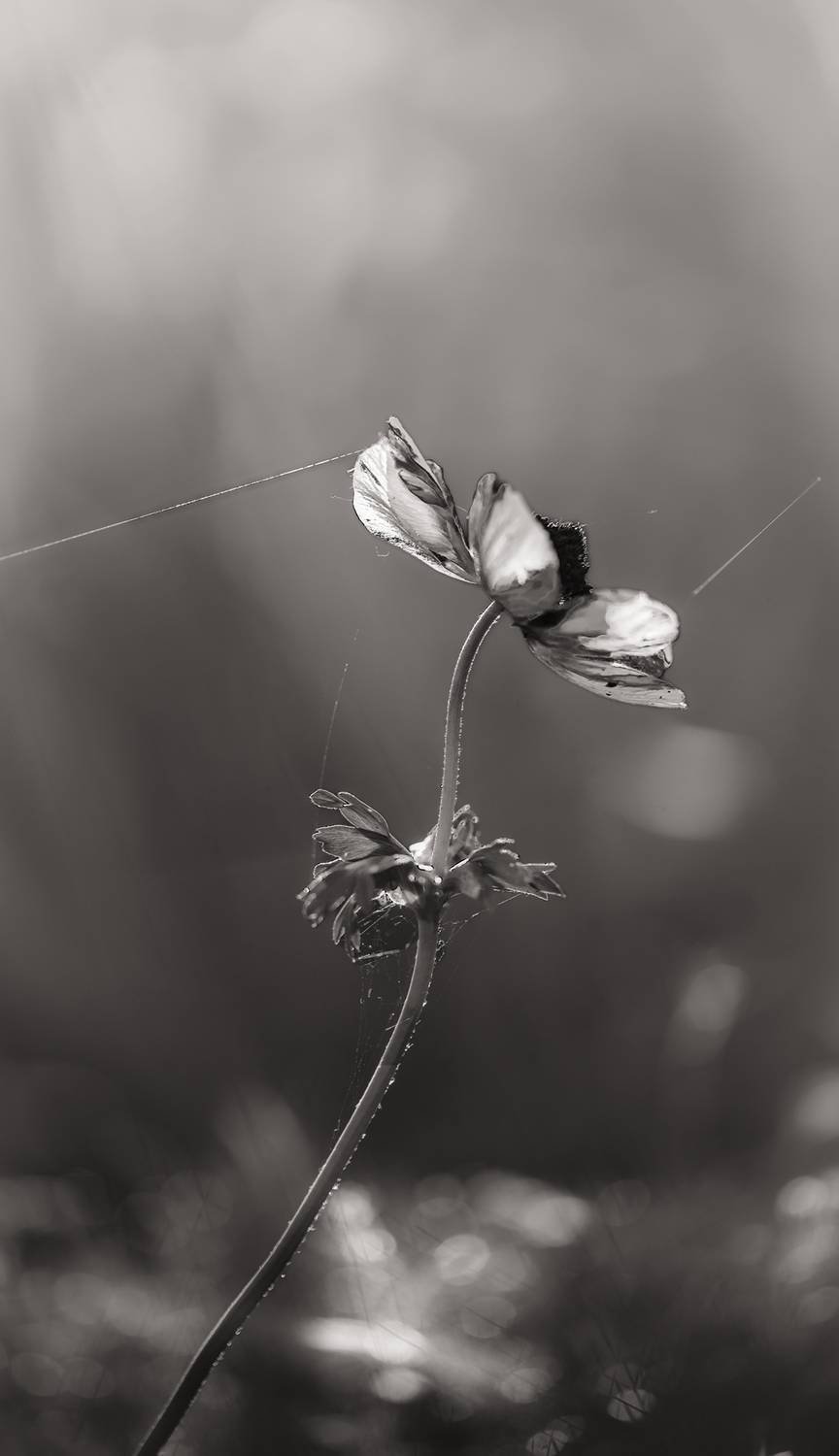 , Неля Рачкова