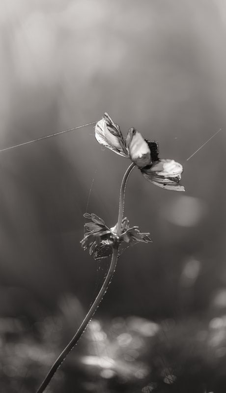 На последней струне фото превью