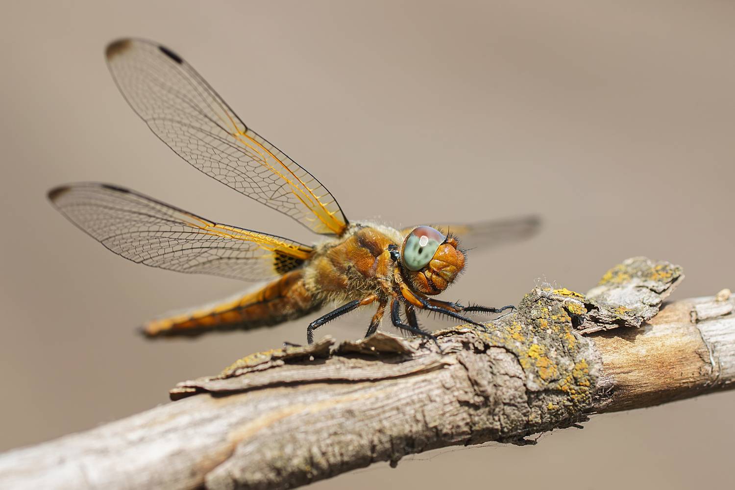 , Корнеев Алексей