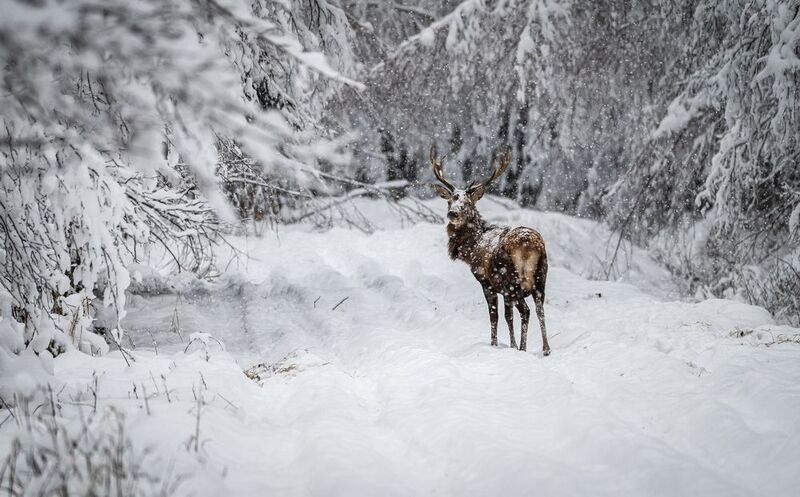 Wild life photography фото превью
