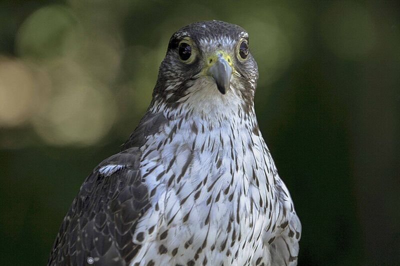 Lanner falcon фото превью